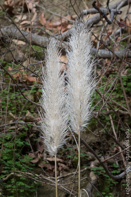 alum rock state park